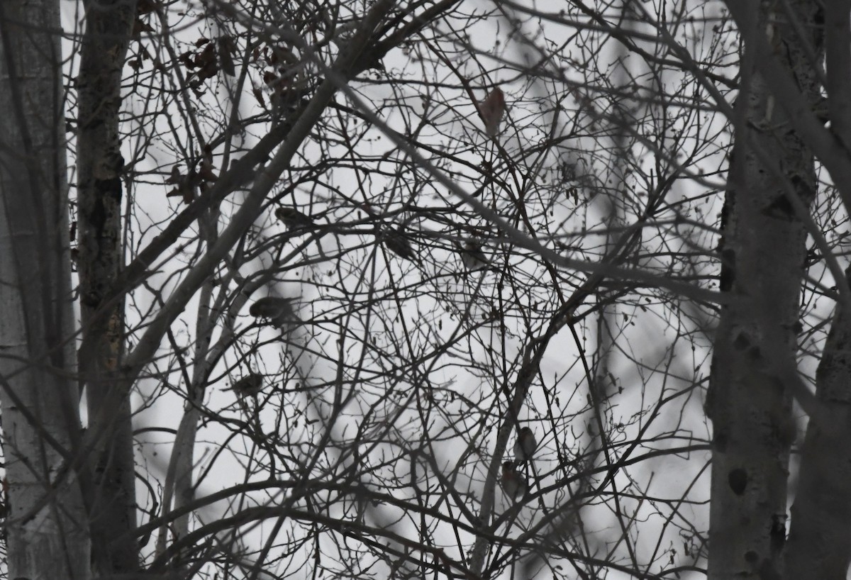Redpoll (Common) - ML517486291