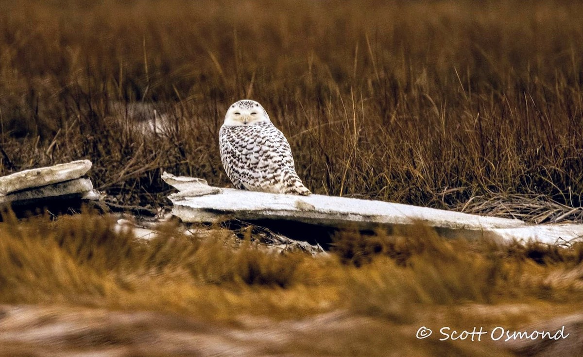 Snowy Owl - ML517488321