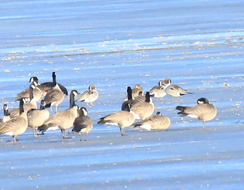 Northern Pintail - ML517489301