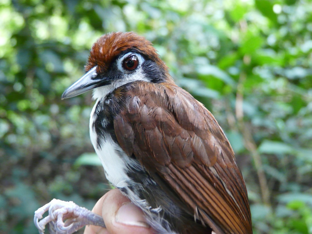 White-cheeked Antbird - Simon Mitchell