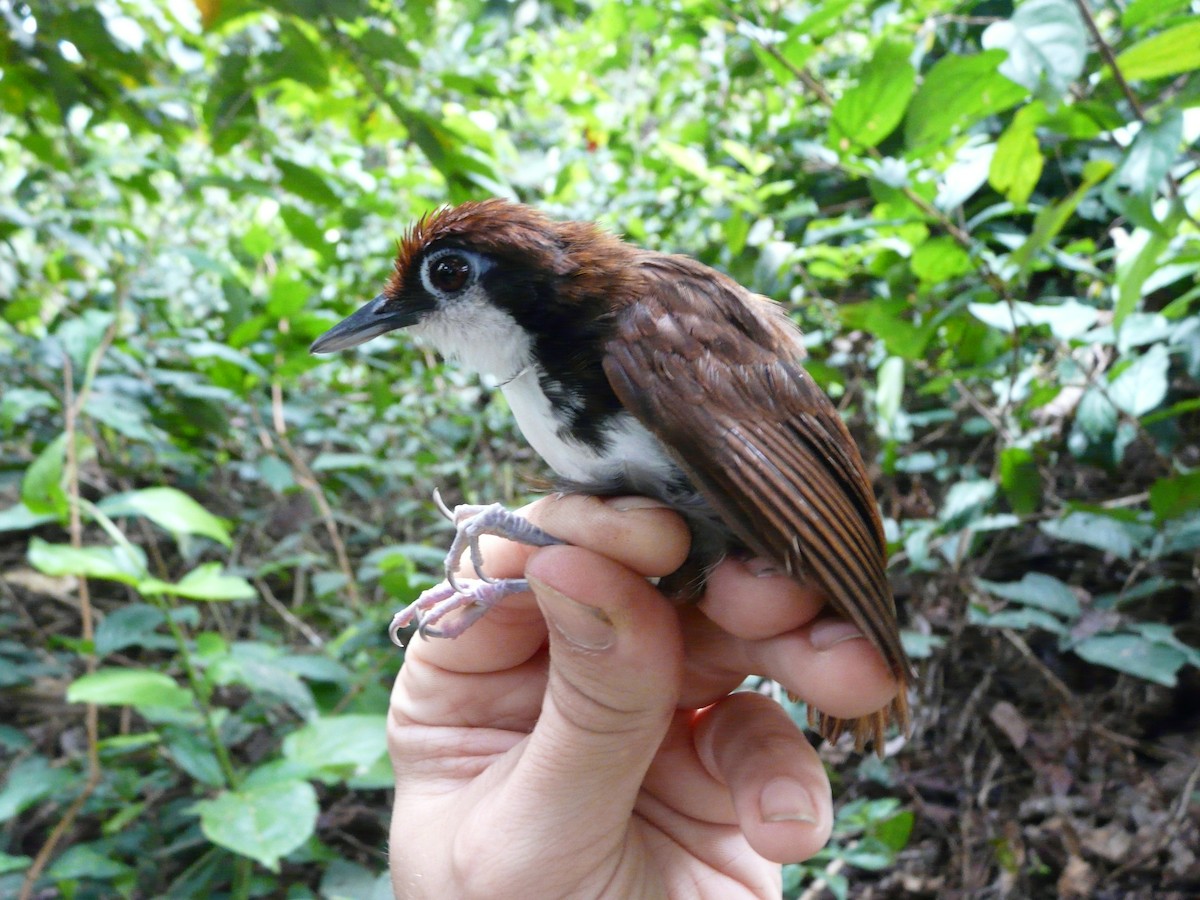 White-cheeked Antbird - ML517489511