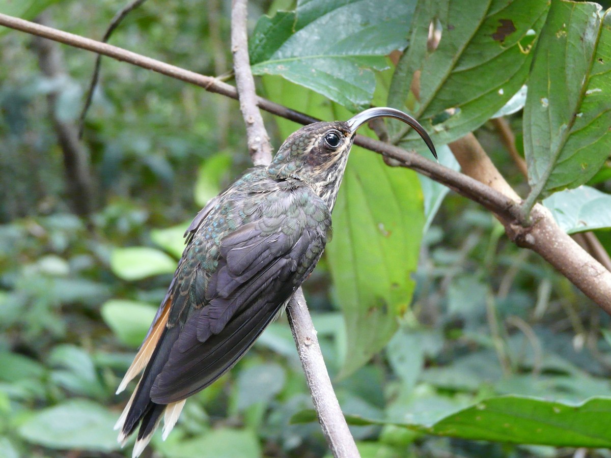 kolibřík rusoocasý - ML517489541