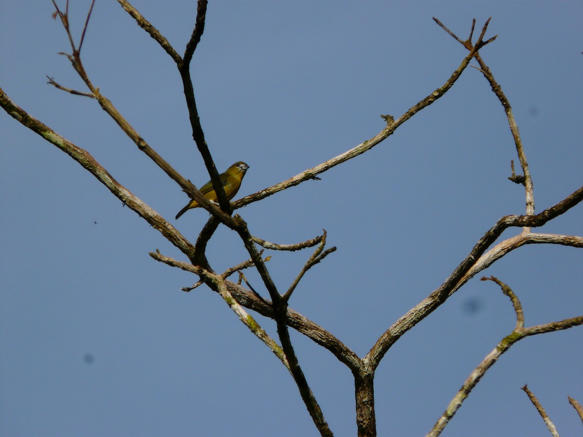 Golden-bellied Euphonia - Simon Mitchell