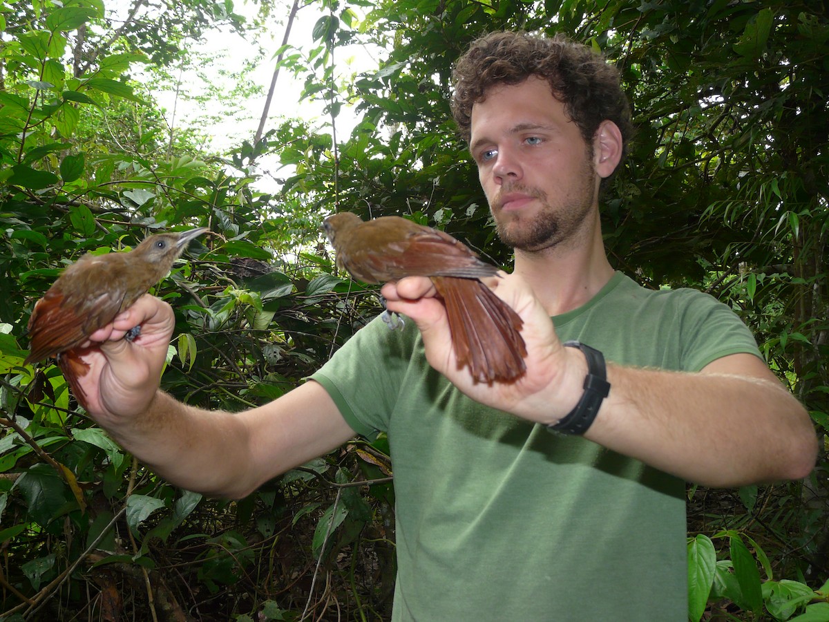 Plain-brown Woodcreeper - Simon Mitchell