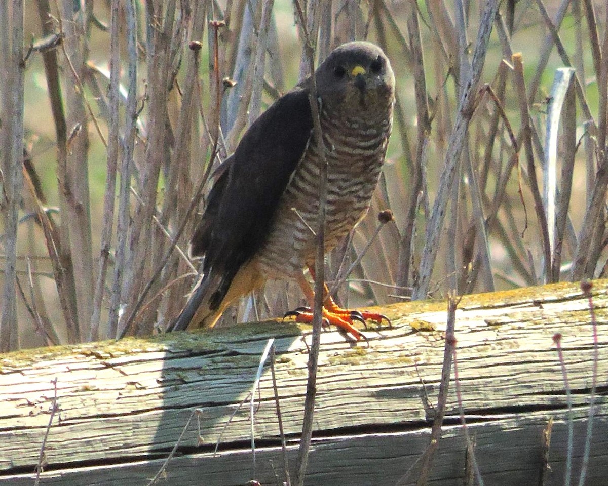 Levant Sparrowhawk - ML517489721