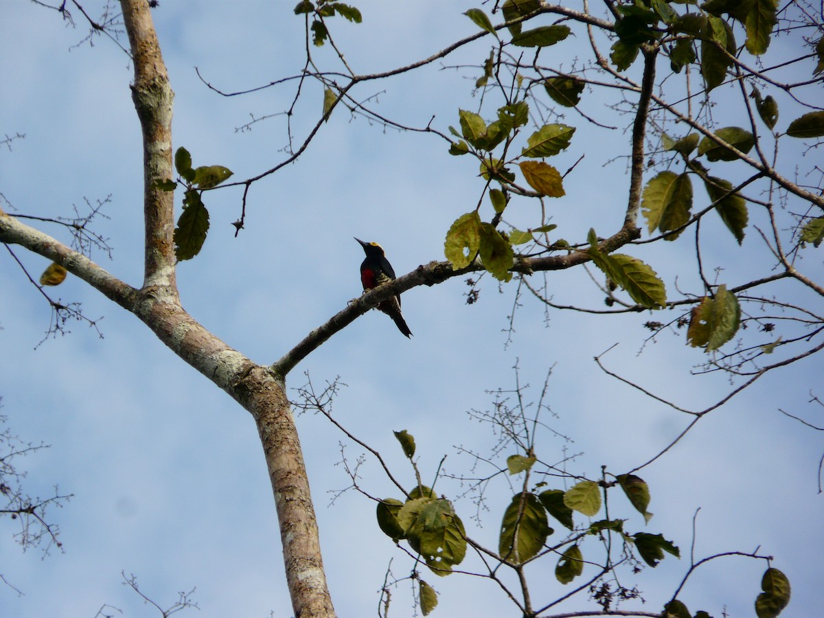 Yellow-tufted Woodpecker - Simon Mitchell