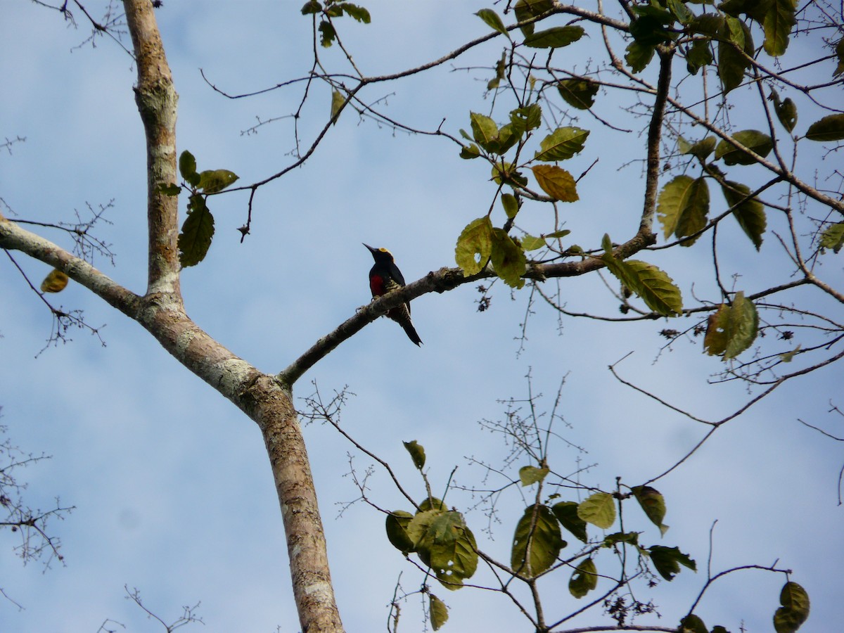 Yellow-tufted Woodpecker - ML517489881