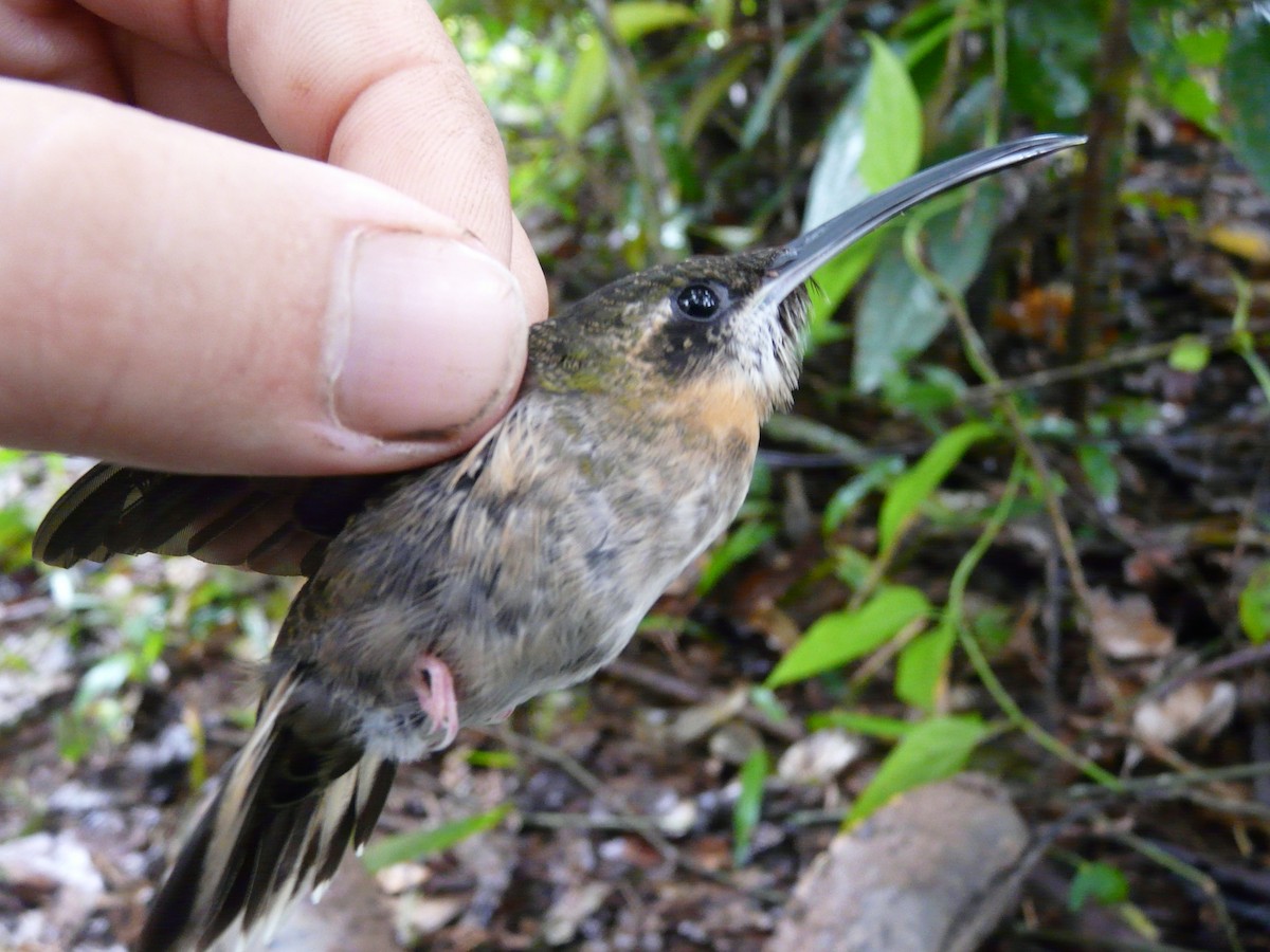 Pale-tailed Barbthroat - Simon Mitchell