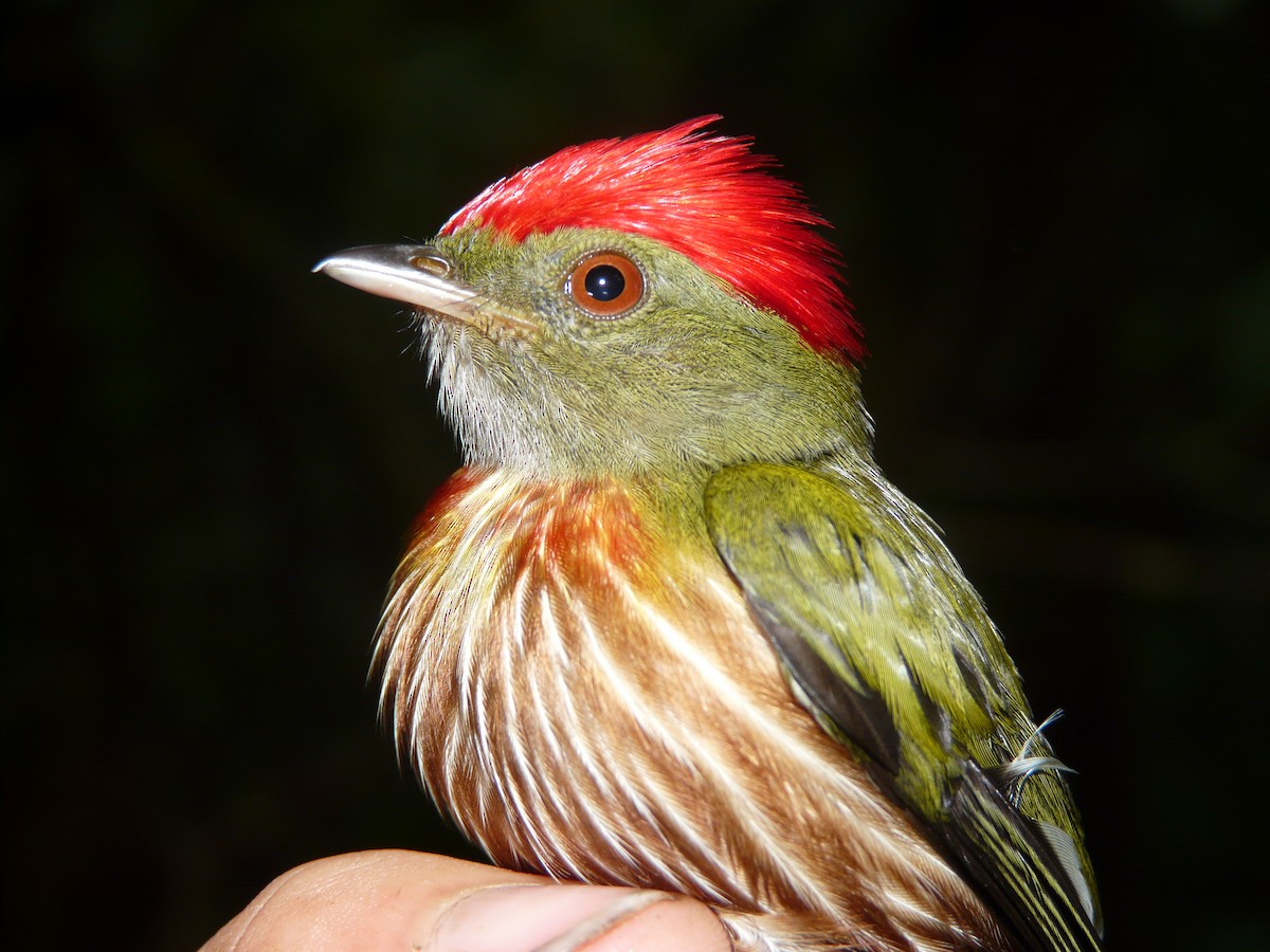 Striolated Manakin - ML517490521