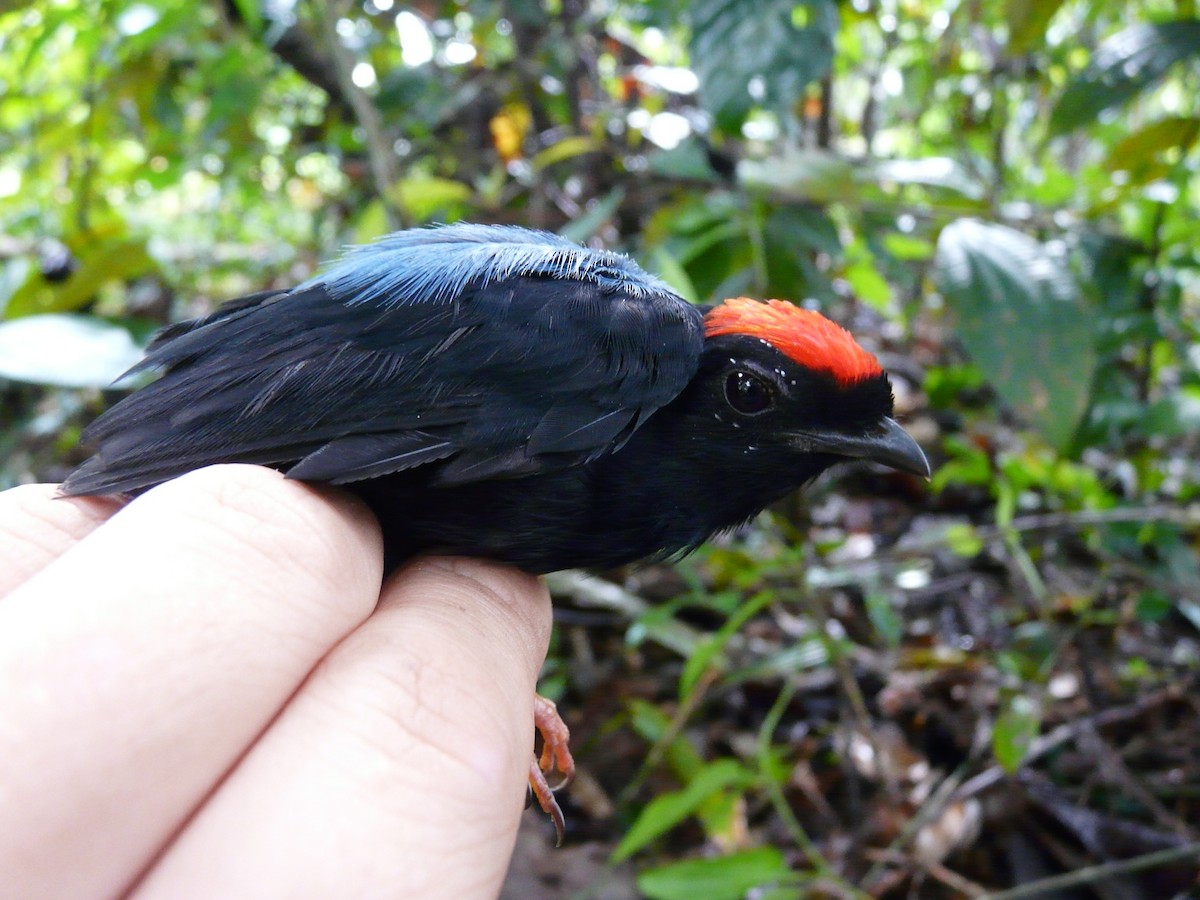 Blue-backed Manakin - ML517490591