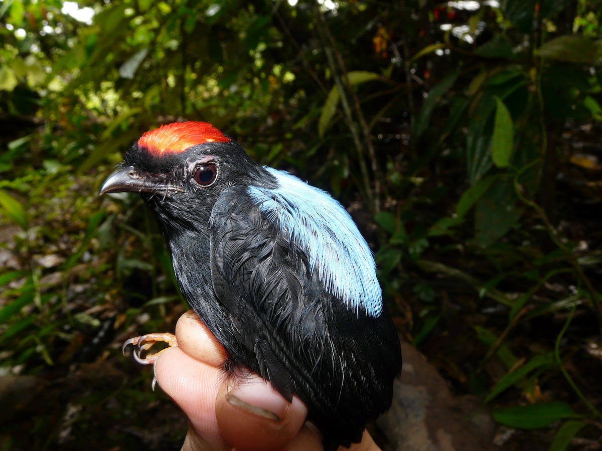 Blue-backed Manakin - ML517490611