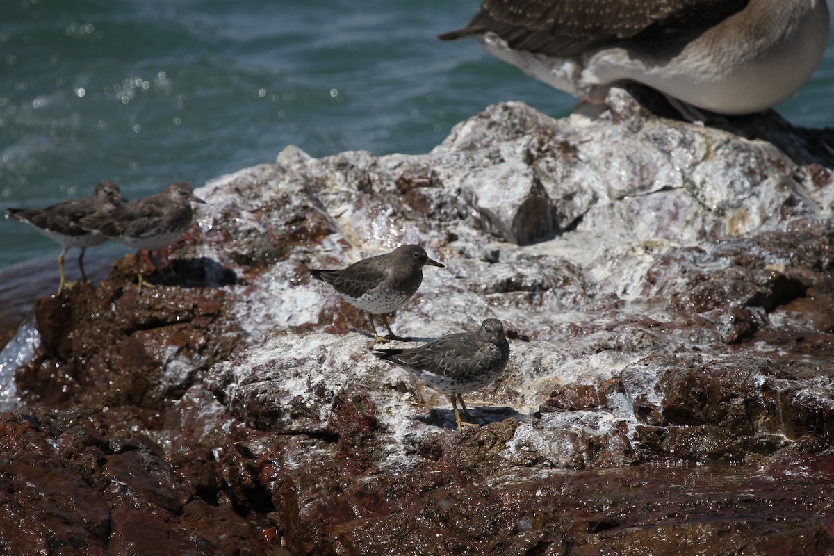 Surfbird - ML517490651