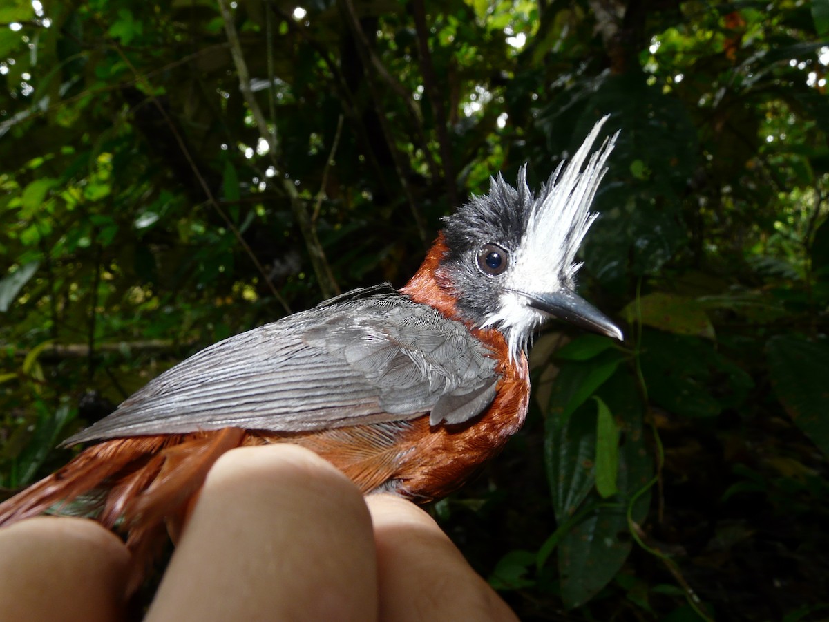 White-plumed Antbird - ML517490671