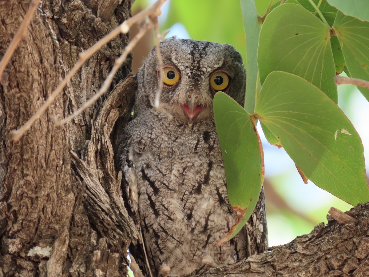 African Scops-Owl (African) - ML517491331
