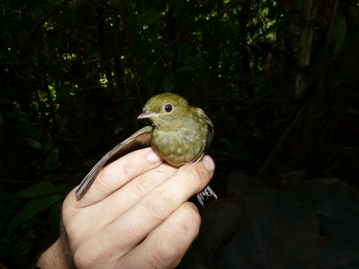 Blue-capped Manakin - ML517491741