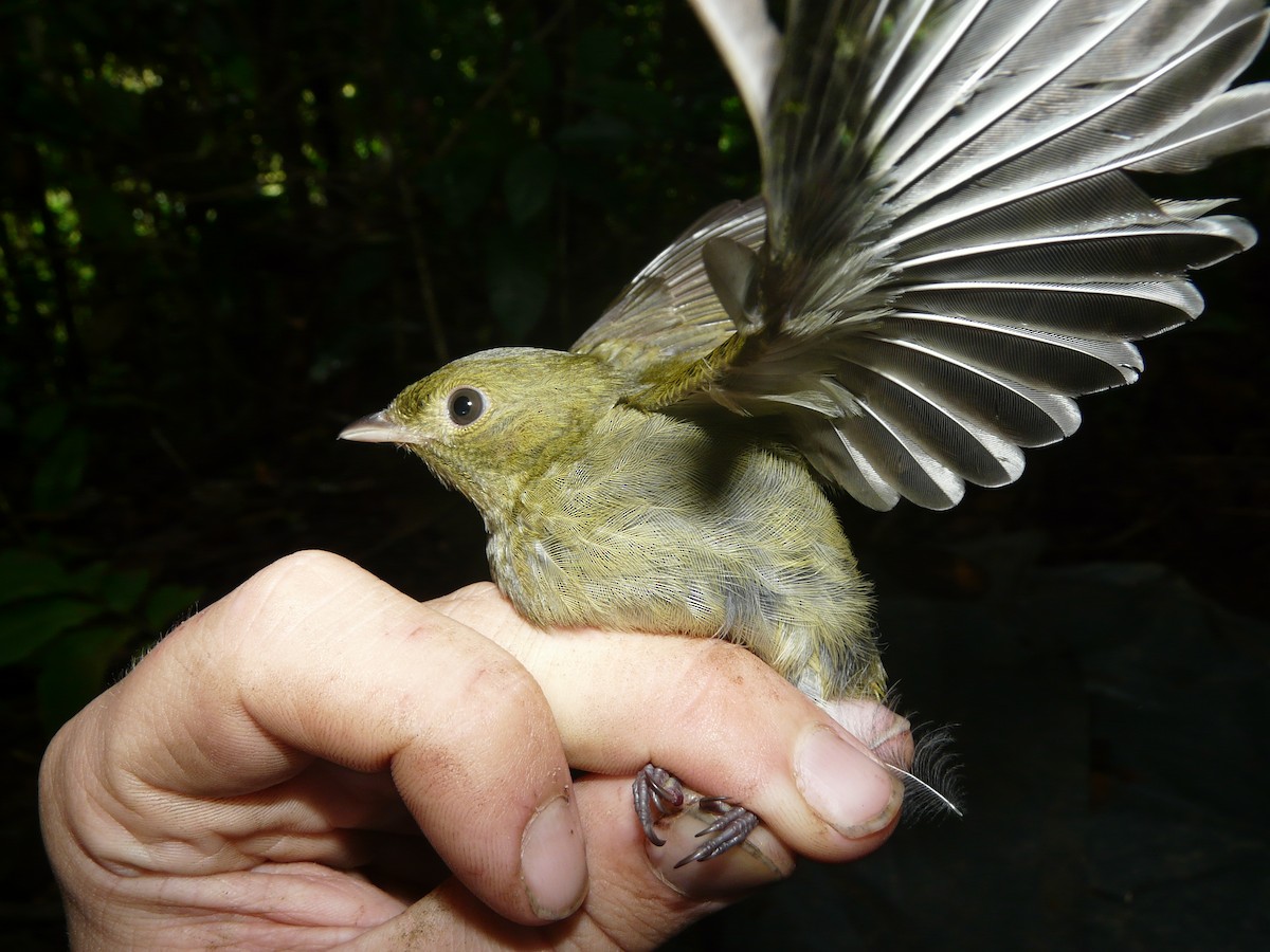 Blue-capped Manakin - Simon Mitchell