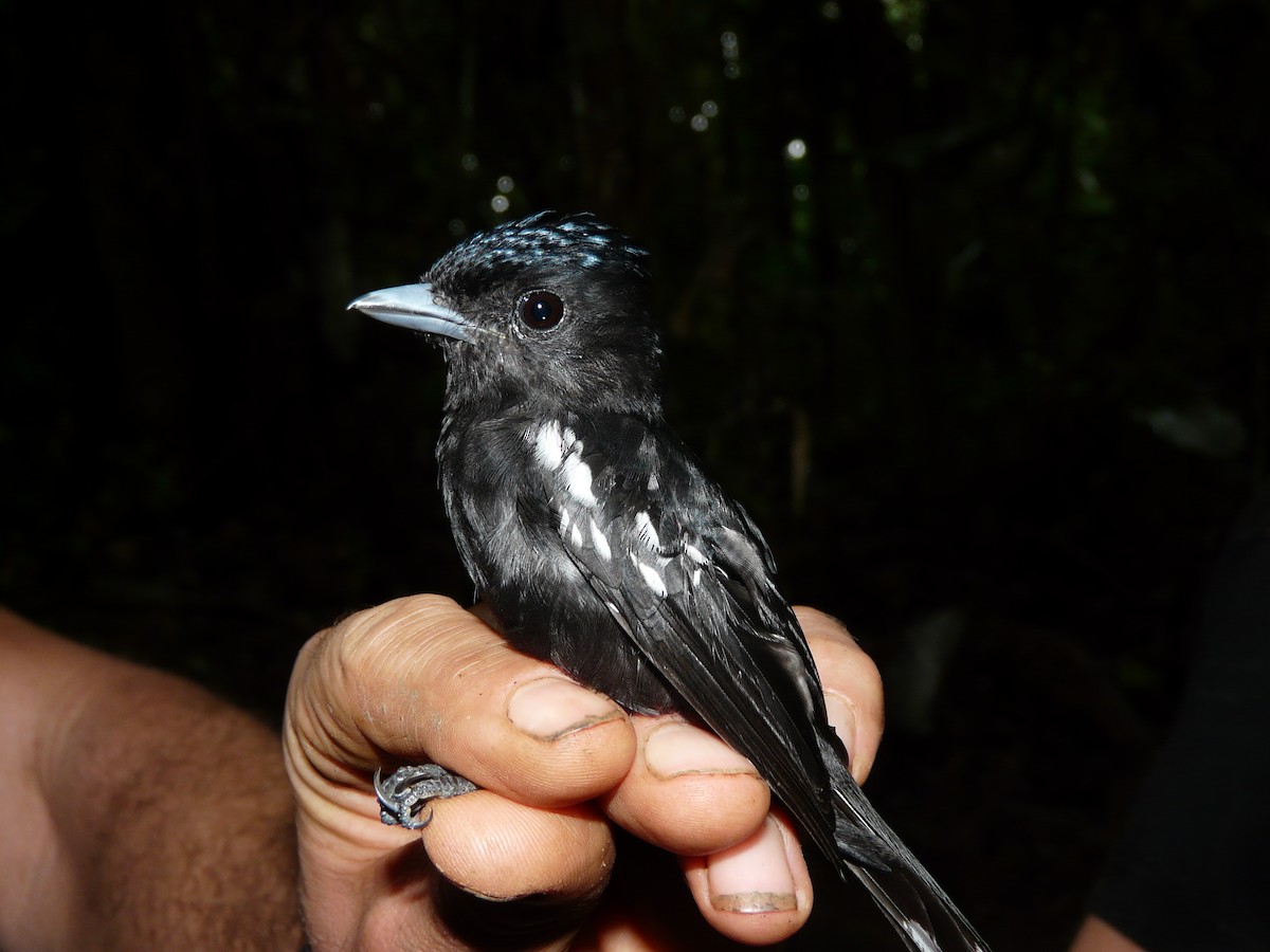 White-winged Becard - ML517491861