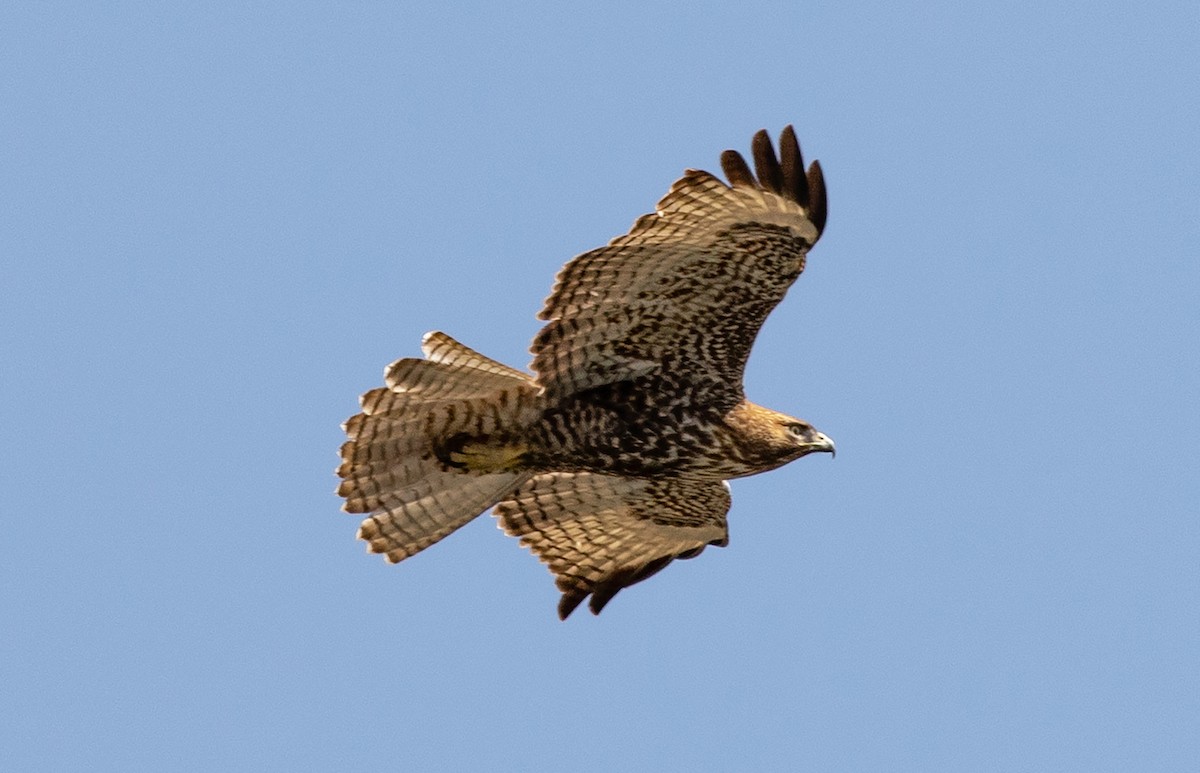 Red-tailed Hawk - ML517492211