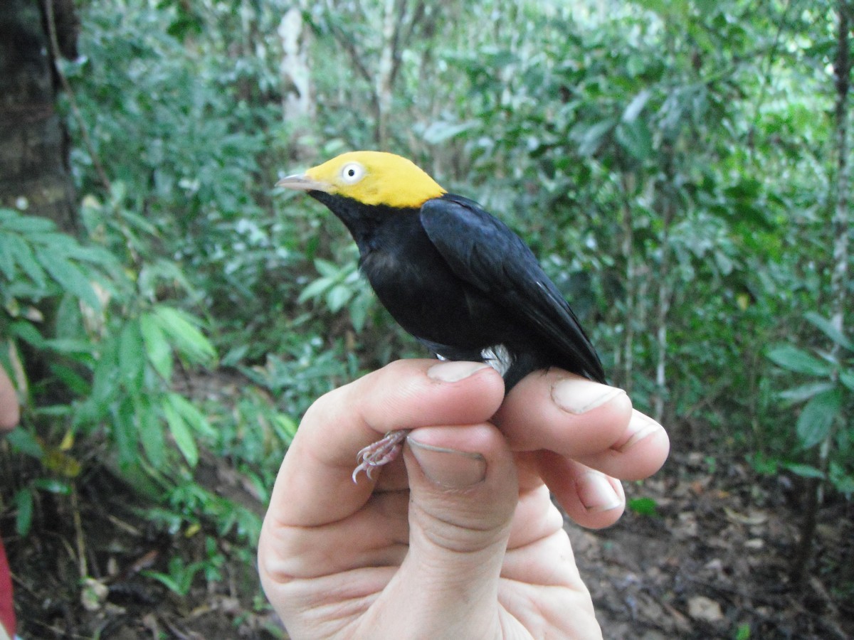 Golden-headed Manakin - Simon Mitchell