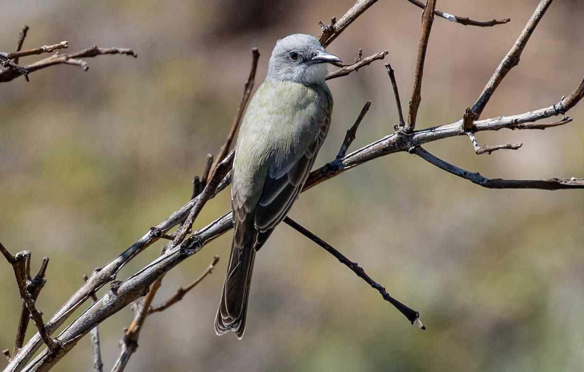 Tropical Kingbird - ML517492451