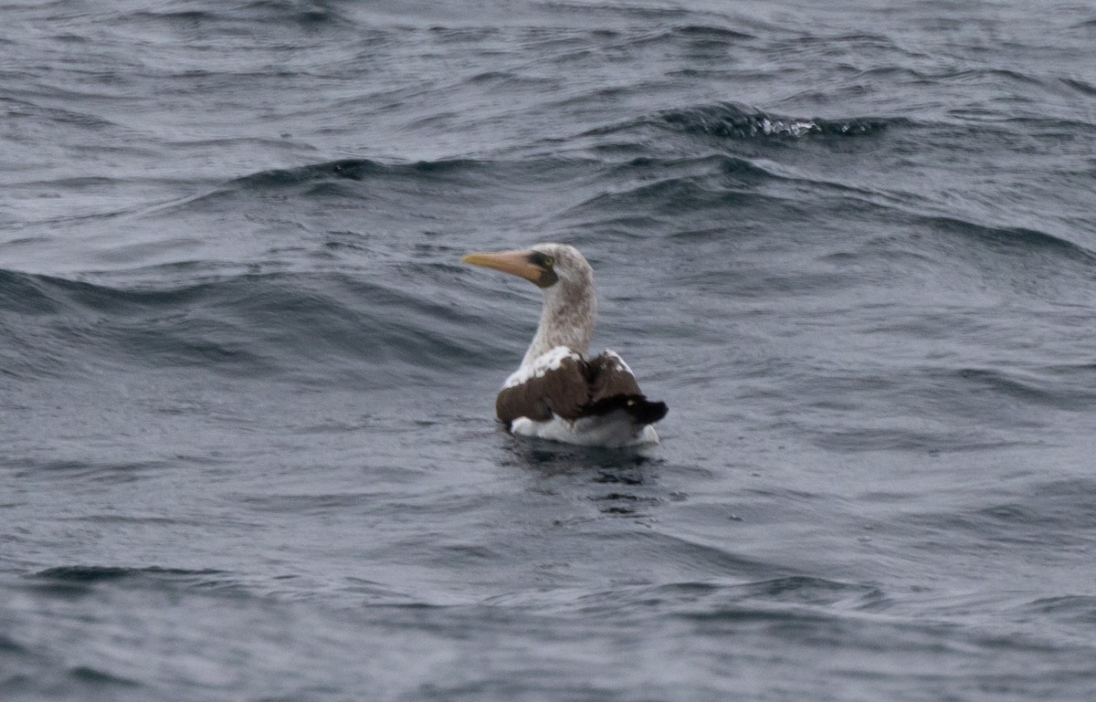 Nazca Booby - ML517492531