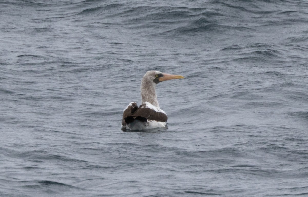 Nazca Booby - ML517492541