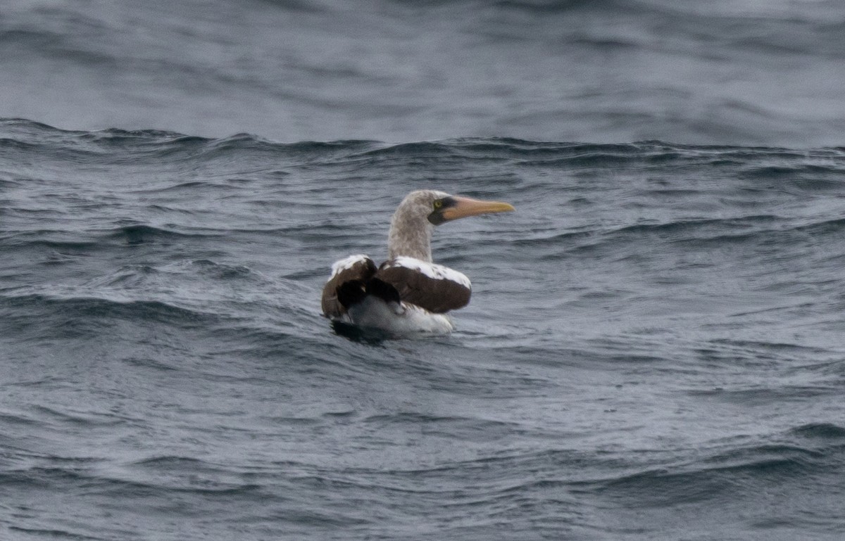 Nazca Booby - ML517492561