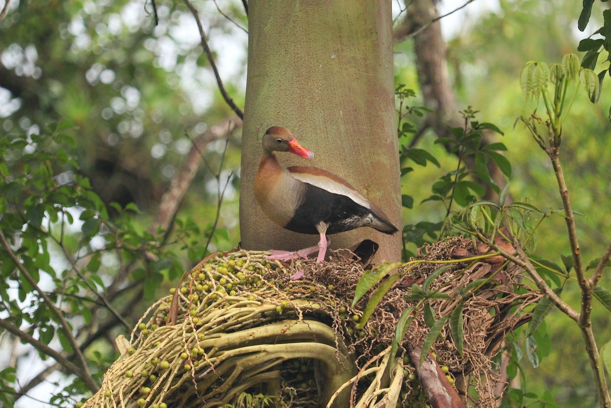 Black-bellied Whistling-Duck - ML517494291