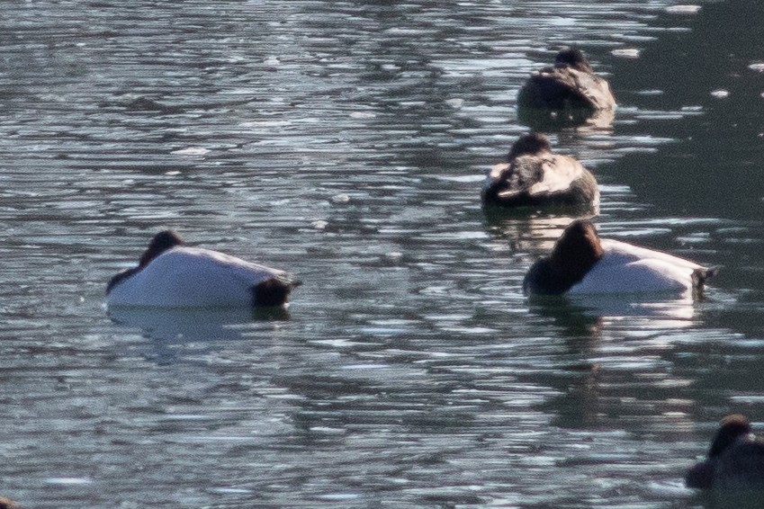 Canvasback - ML517497731