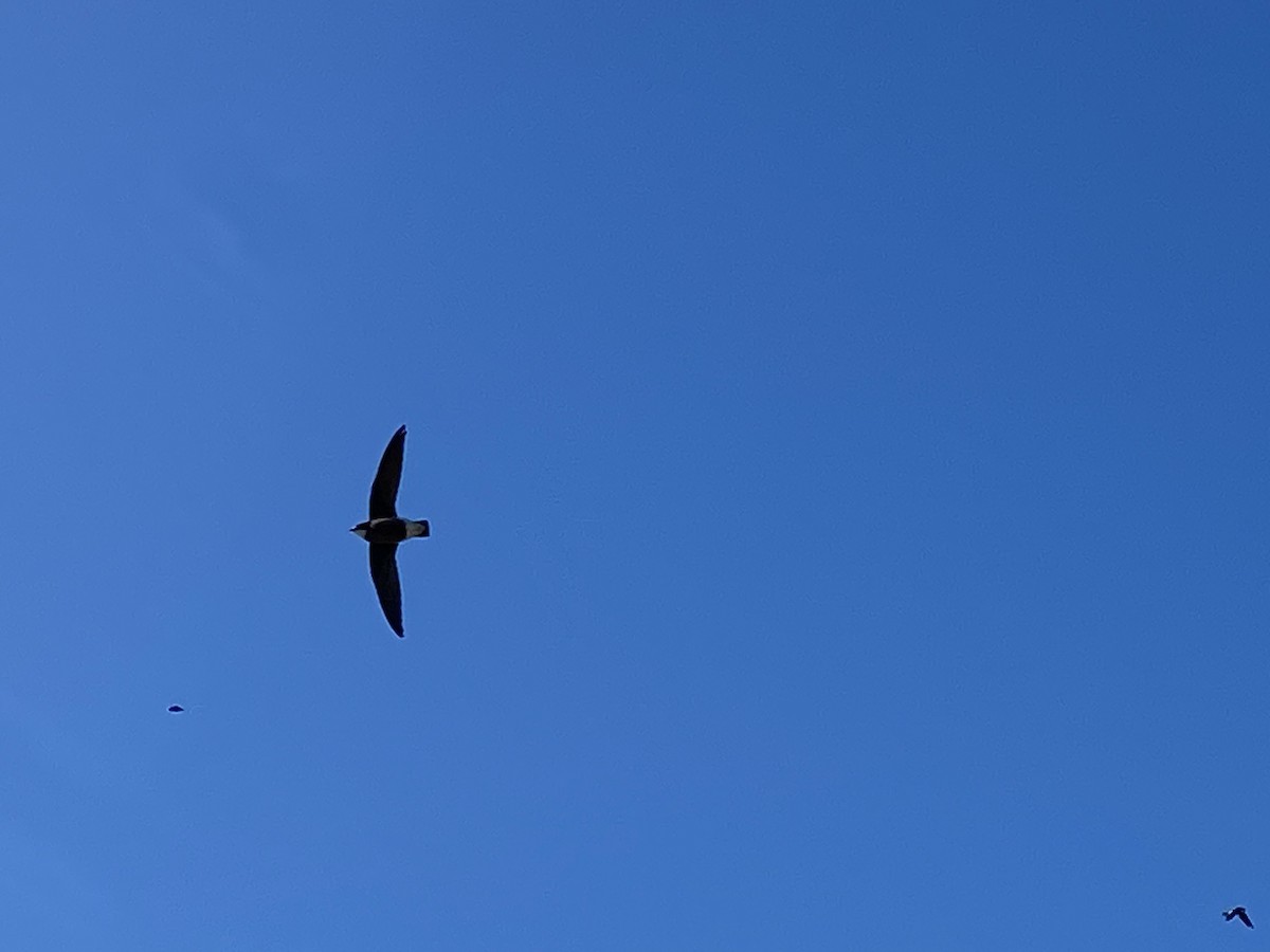 White-throated Needletail - ML517497901