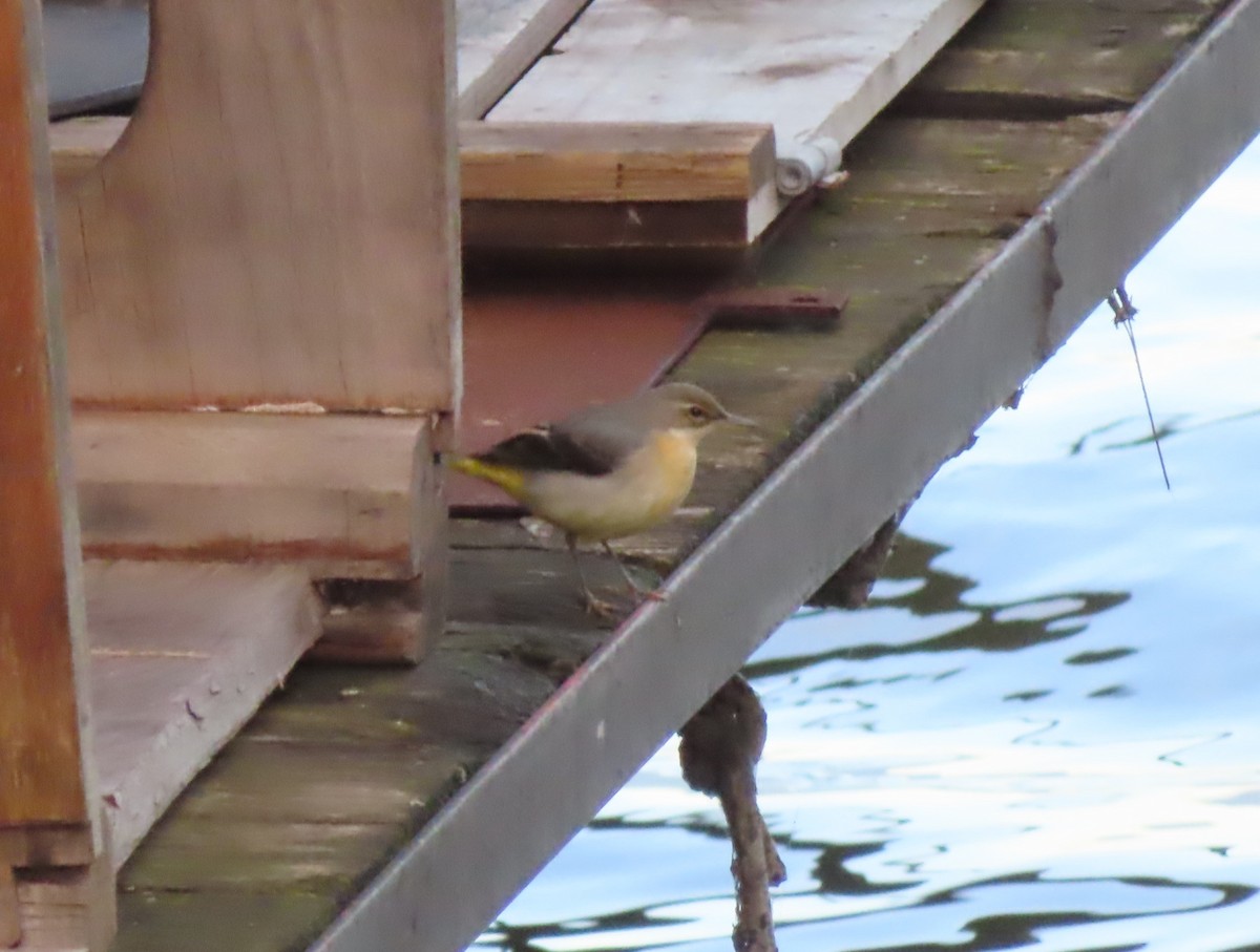 Gray Wagtail - ML517498401