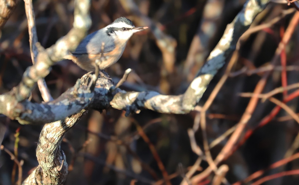 Red-breasted Nuthatch - ML517498631