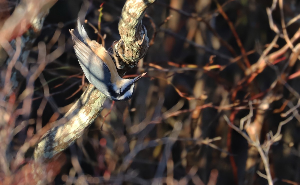 Red-breasted Nuthatch - ML517498681