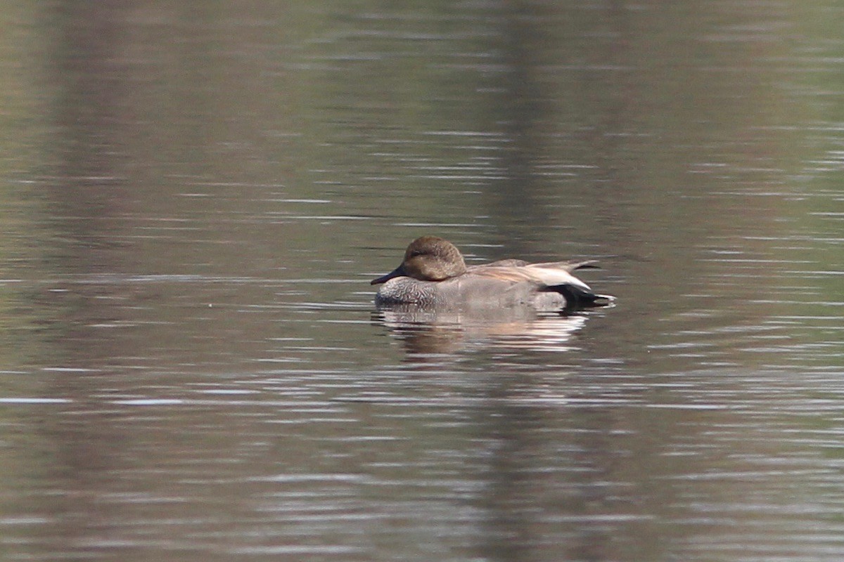 Gadwall - Oscar Johnson