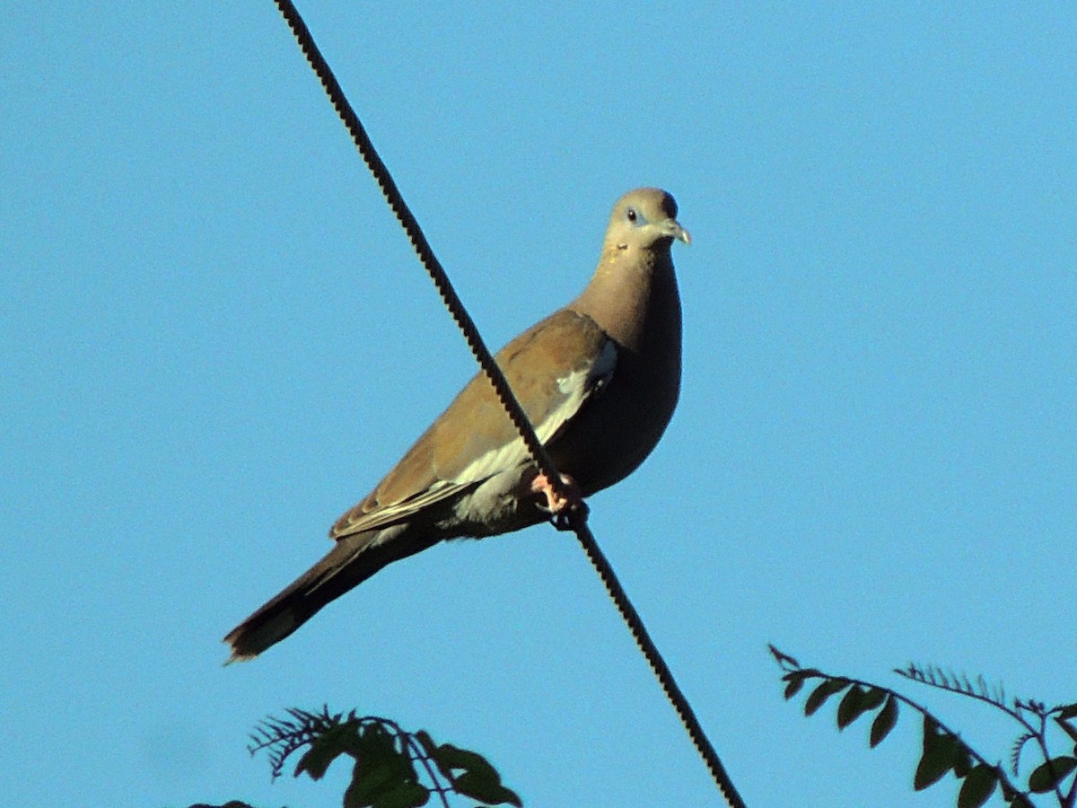 West Peruvian Dove - Simón Pla García