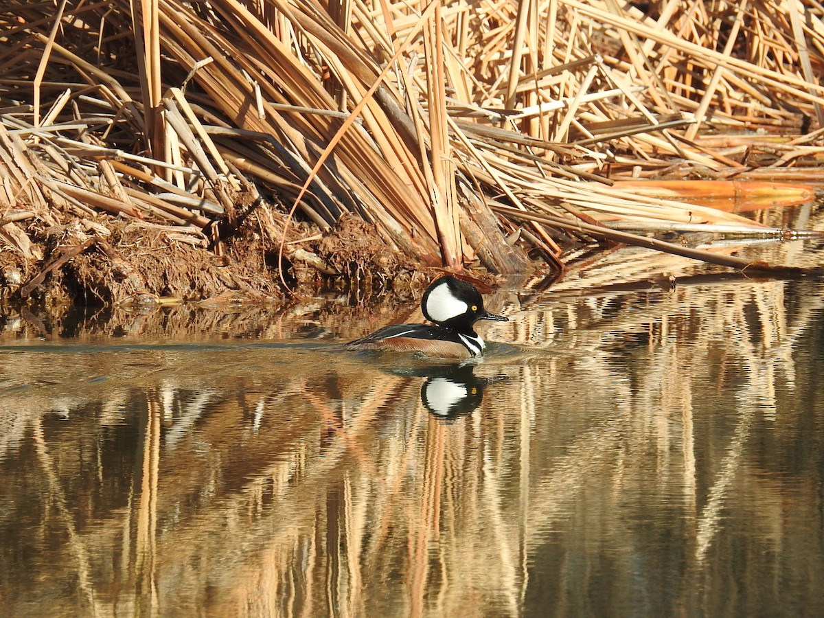 Hooded Merganser - ML517504441