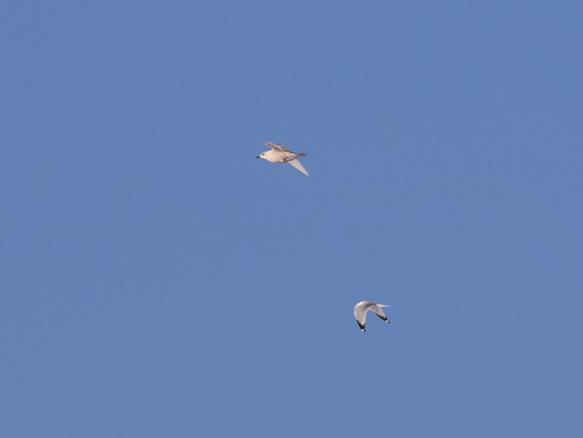 Iceland Gull - ML517505981