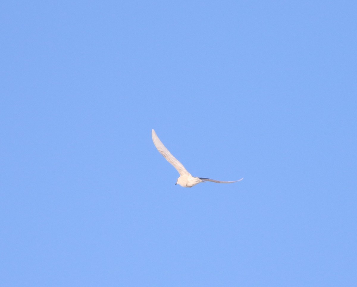 Iceland Gull - ML517505991