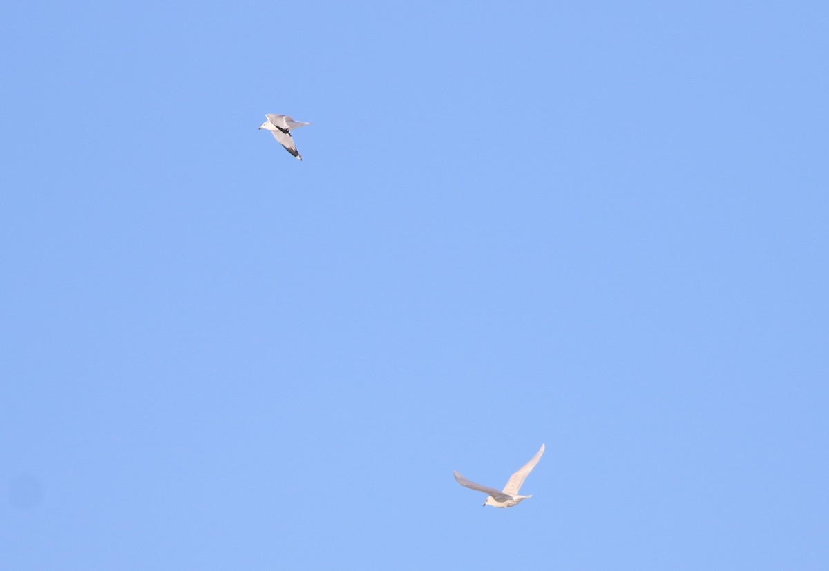 Iceland Gull - ML517506001
