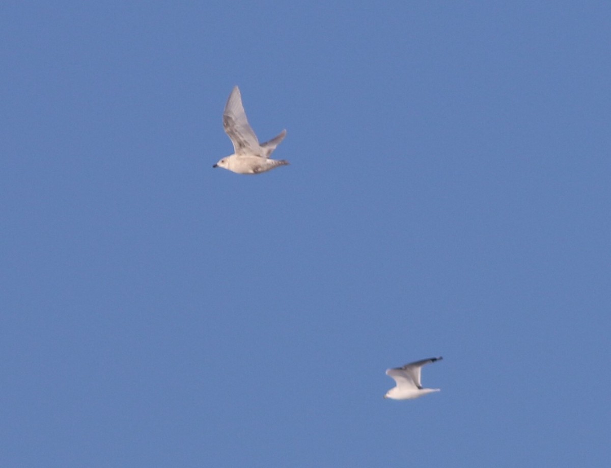 Iceland Gull - ML517506011
