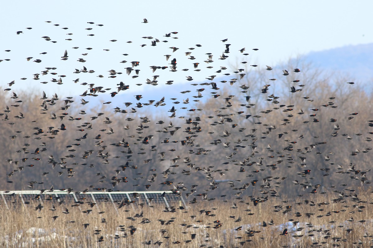Red-winged Blackbird - ML517506111