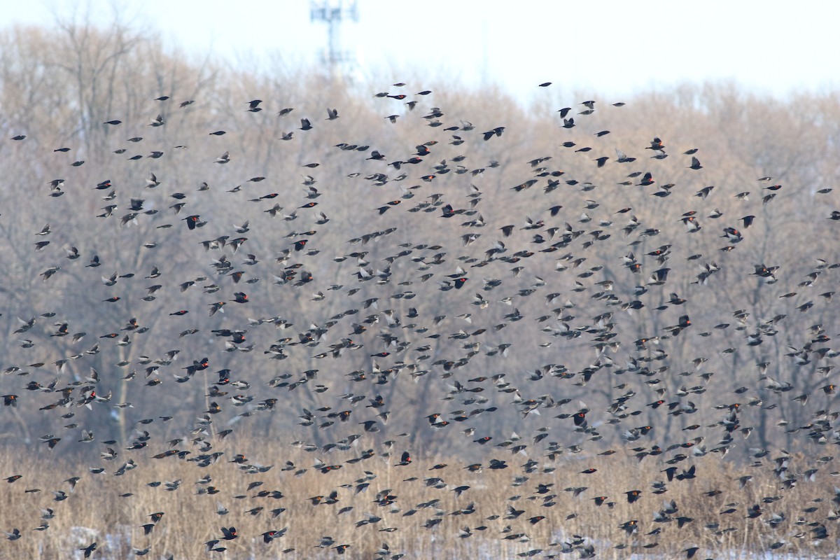 Red-winged Blackbird - ML517506121