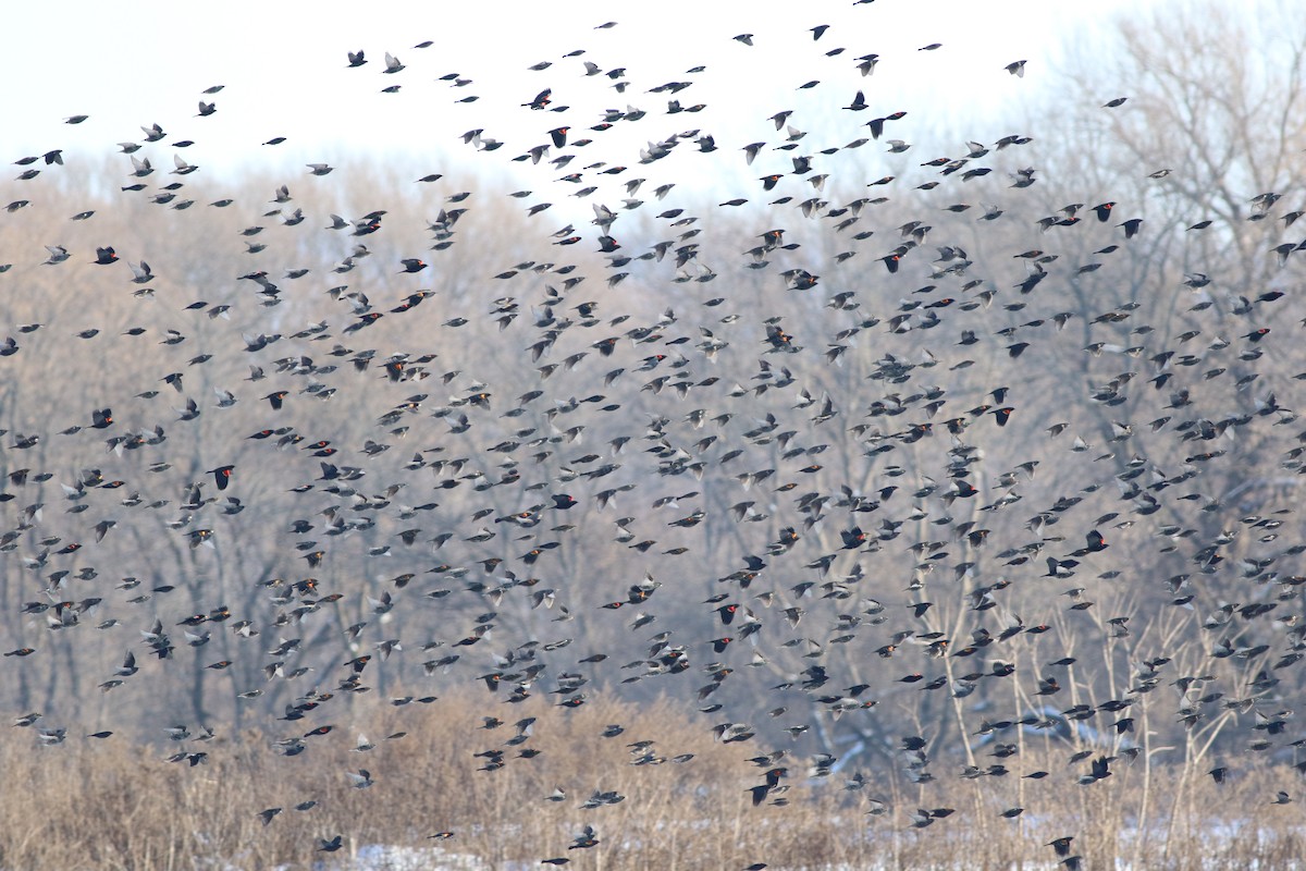 Red-winged Blackbird - ML517506131