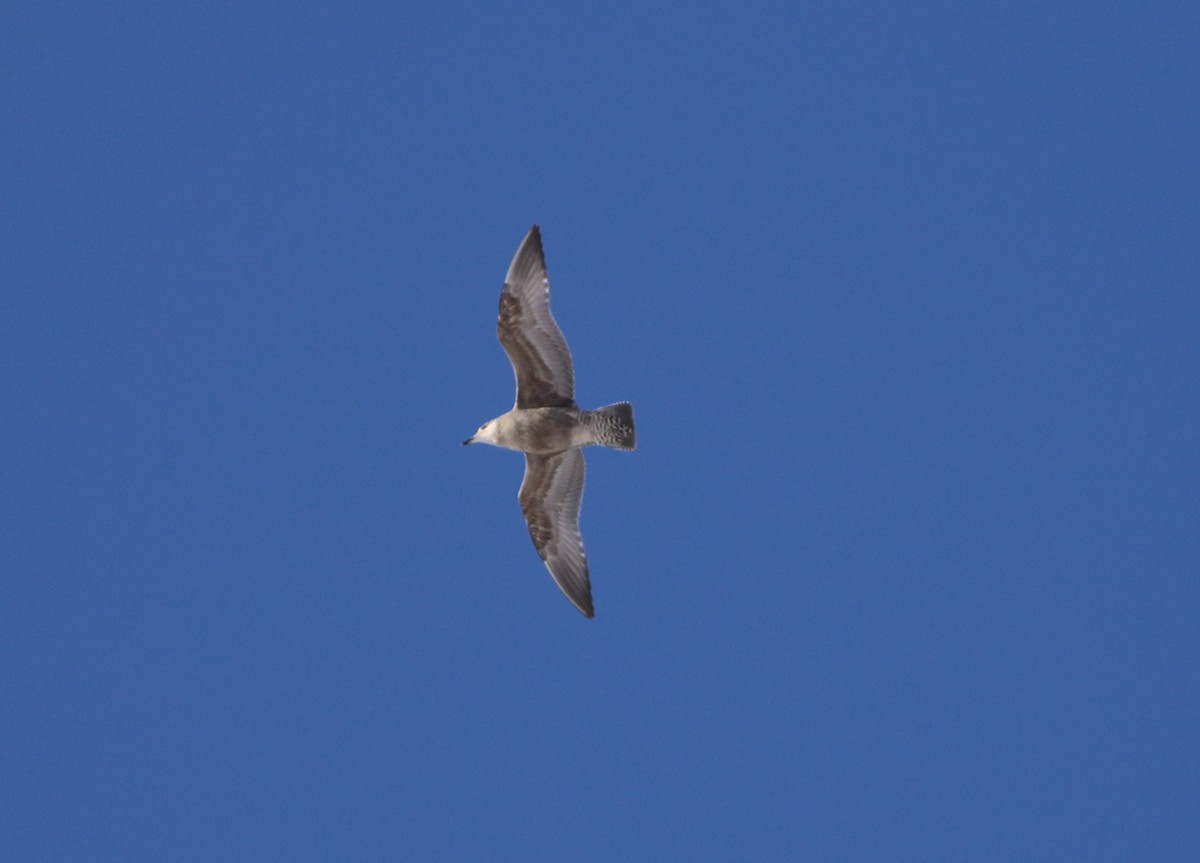American Herring Gull - ML517506261