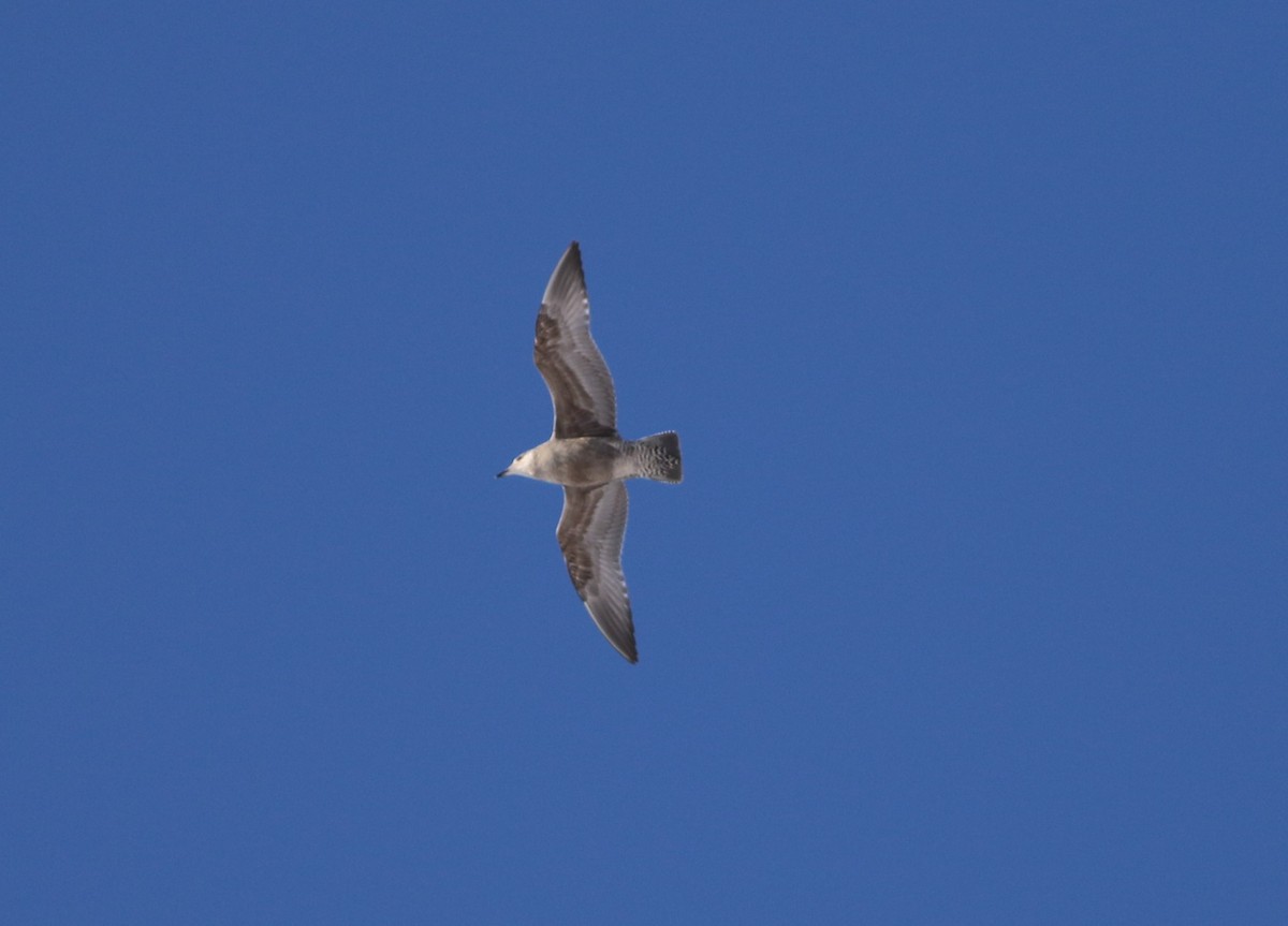 Herring Gull - ML517506261