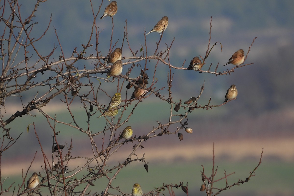 European Serin - Juan Manuel Pérez de Ana