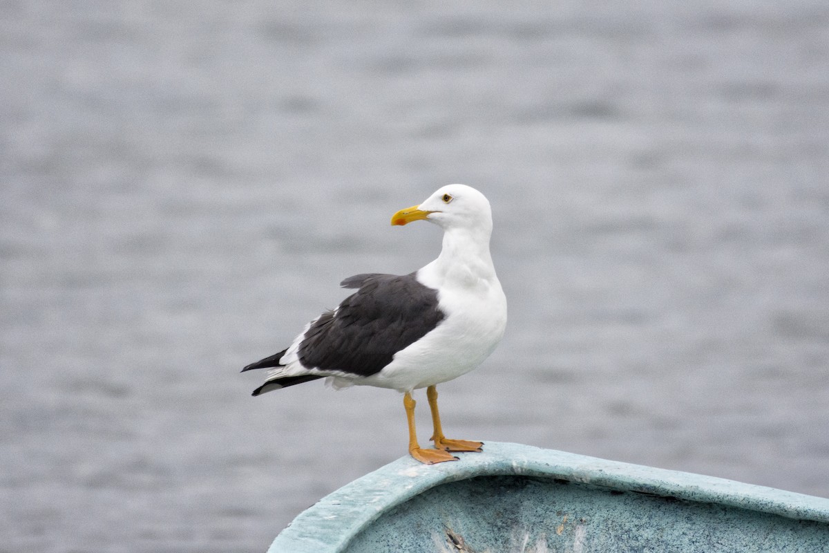 Western Gull - Peter Sproule