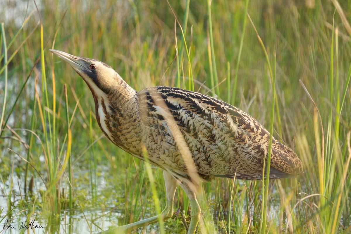 Eurasian Bittern - Ran Nathan