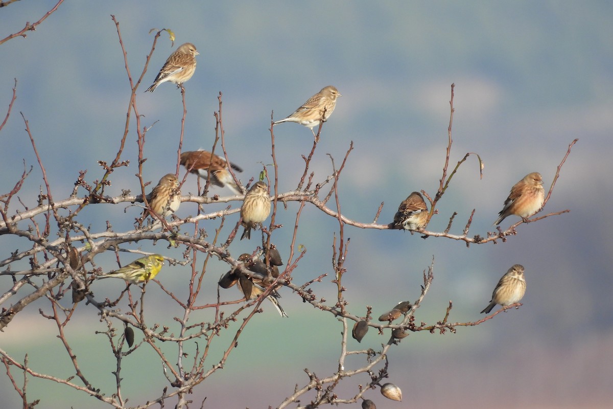 Eurasian Linnet - ML517506761