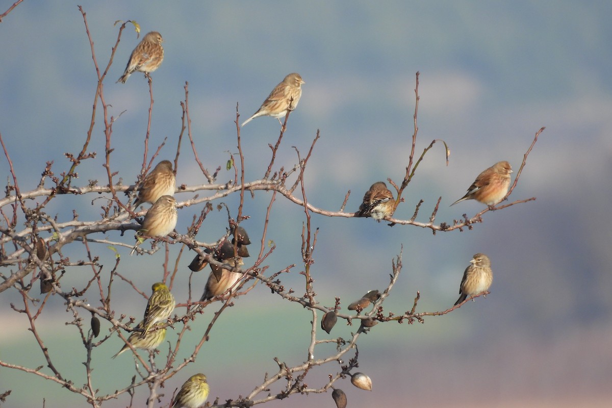 Eurasian Linnet - ML517507071